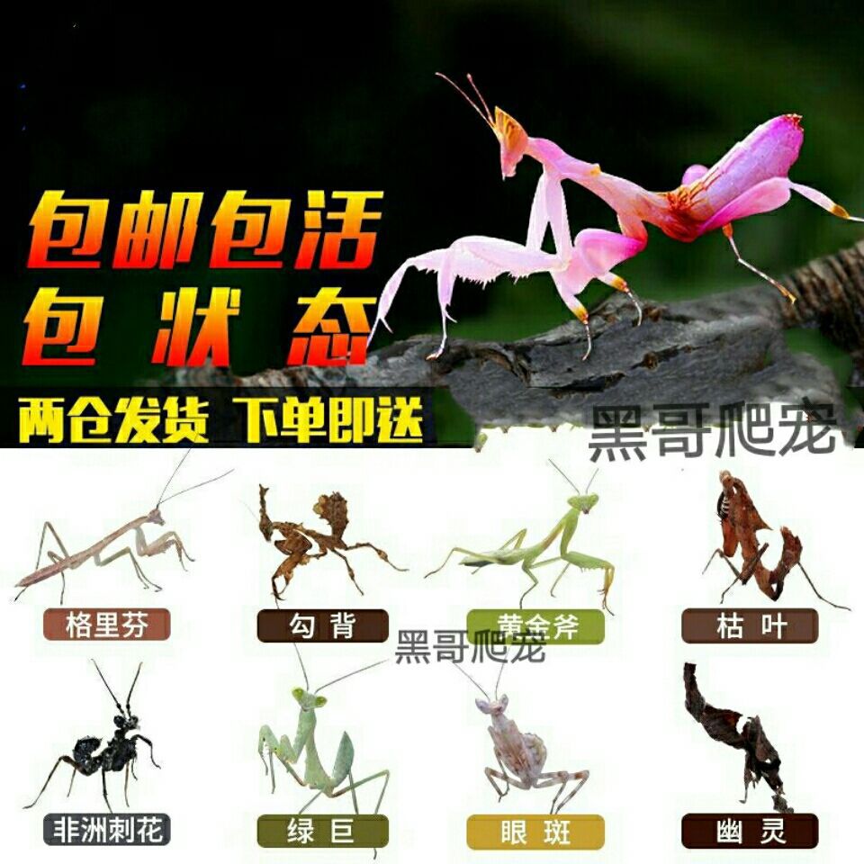 螳螂螳螂大刀螳螂广斧螳螂活体宠物螳螂幽灵螳螂螳螂宠物螳螂螳螂