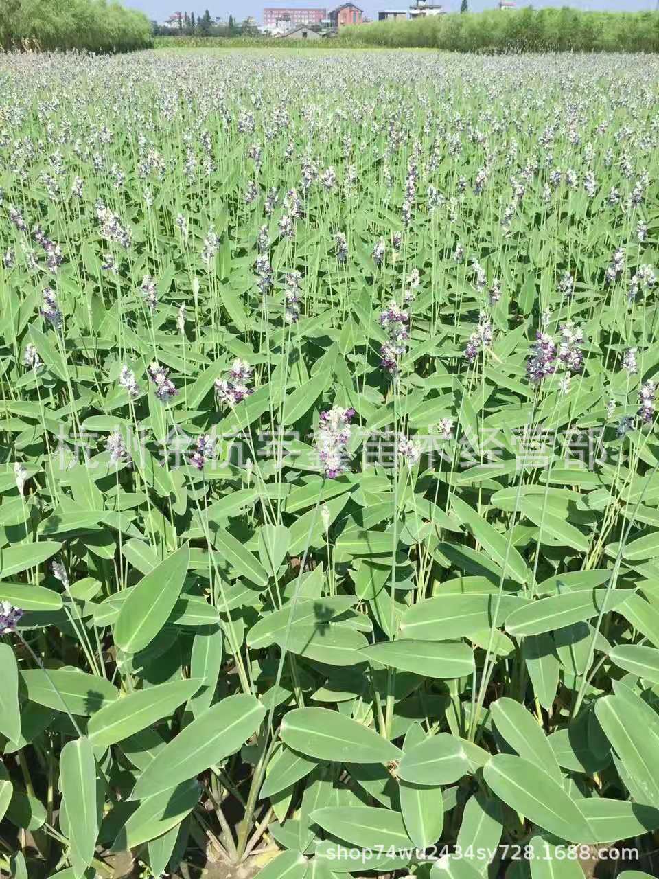 再力花基地供应再力花各种水生植物品种齐全量大价优