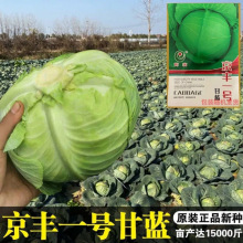 原装京丰一号甘蓝种子包菜耐寒高产杂交大田菜园卷心菜蔬菜籽