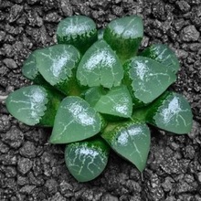 稀有玉露多肉植物糯米冰灯玉露 晶莹剔透办公室桌面盆栽