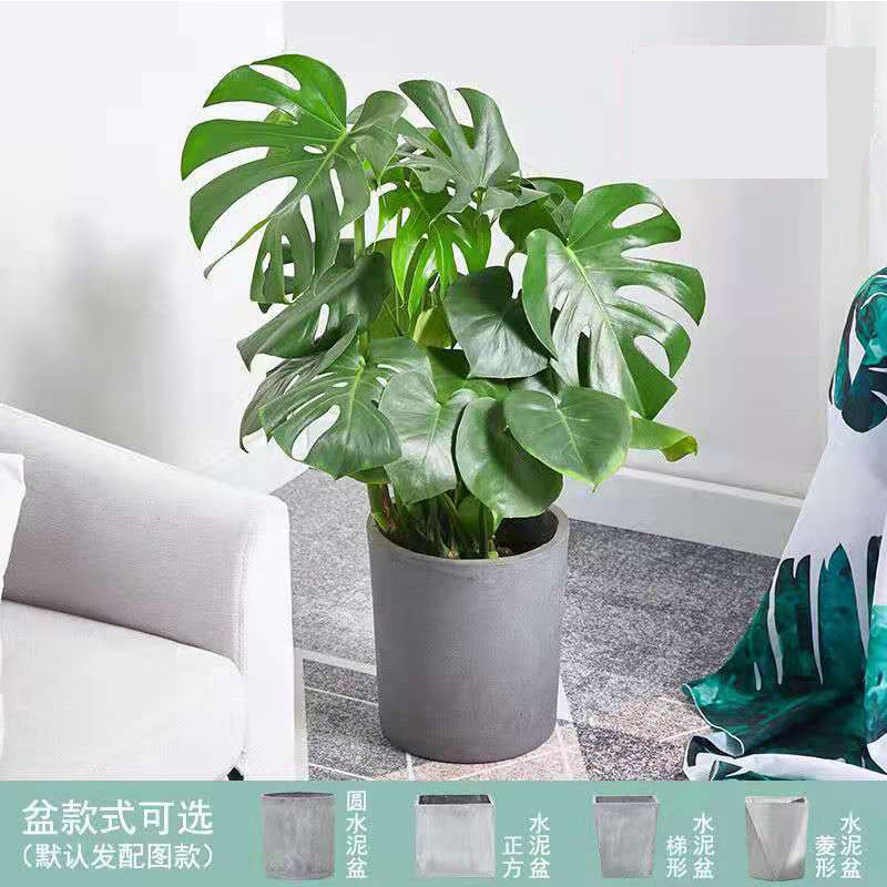 龟背竹盆栽大型龟背叶绿植盆景室内水培养植物花卉大盆大叶第五名