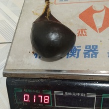 干牛胆猪胆狗胆羊胆五步蛇胆干货中药材苦胆胆囊黄牛胆苦胆胆汁水