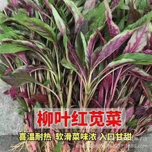 四季柳叶红苋菜种子细叶汗汉菜种籽春夏秋季农家蔬菜野菜青菜种孑