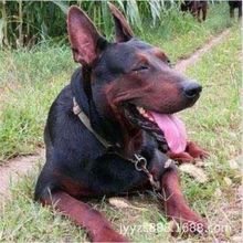 精品川东猎犬虎头犬川东猎犬狩猎型猛犬活体狗户外狩猎犬_阿里巴巴找