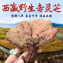 云南哀牢山野生赤灵芝400g哀牢山野生红灵芝5-9公分可切片块_阿里巴巴