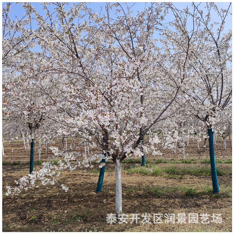 樱花树苗价格 5公分樱花树苗基地批发 绿化种植 日本樱花树苗
