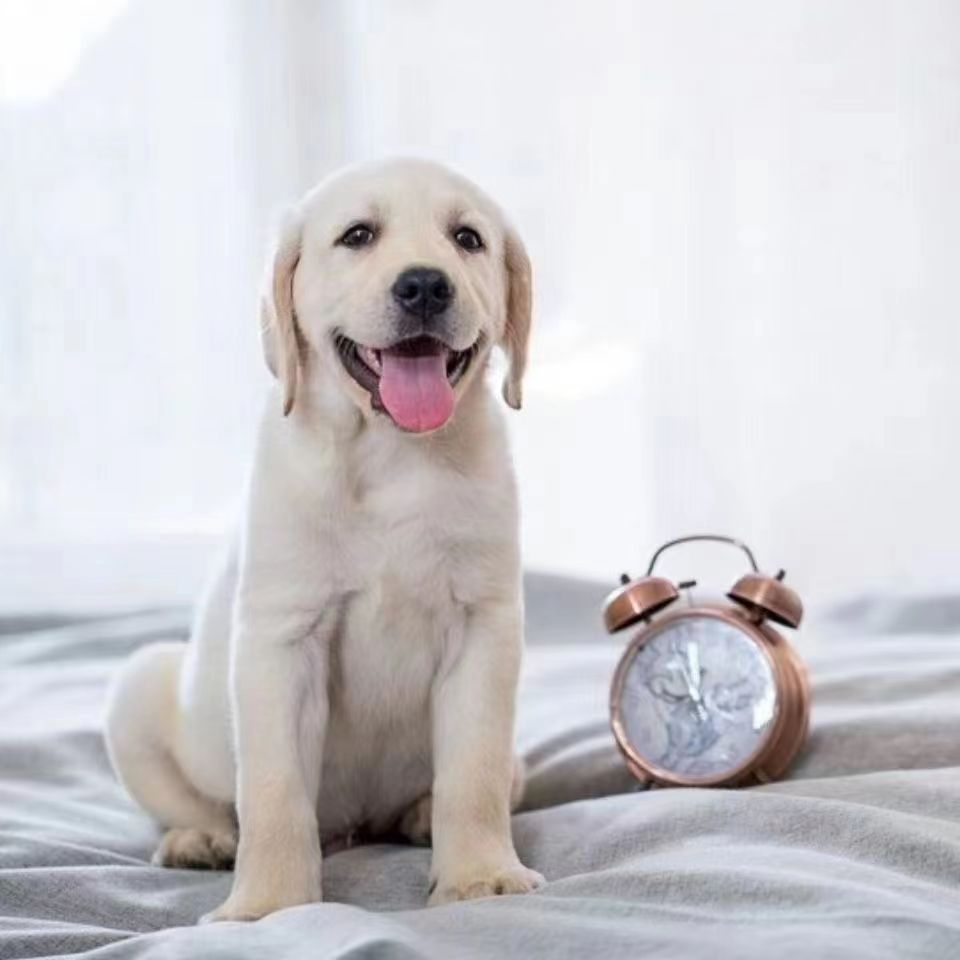 批发双血统拉布拉多幼犬活体纯种拉布拉多巡回犬宠物犬宠物狗狗