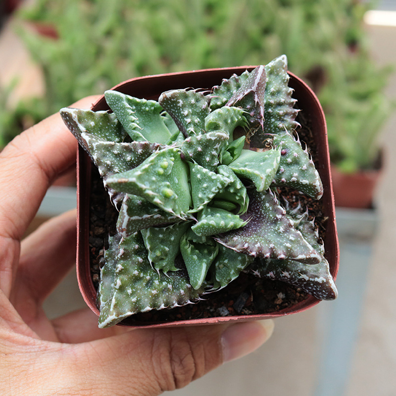 四海波狂澜怒涛多肉植物 4-6cm