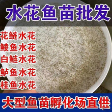 水花鱼苗批发鲫鱼鱼桂鱼大头花鲢白鲢青鱼鲤鱼武昌鱼翘嘴鱼