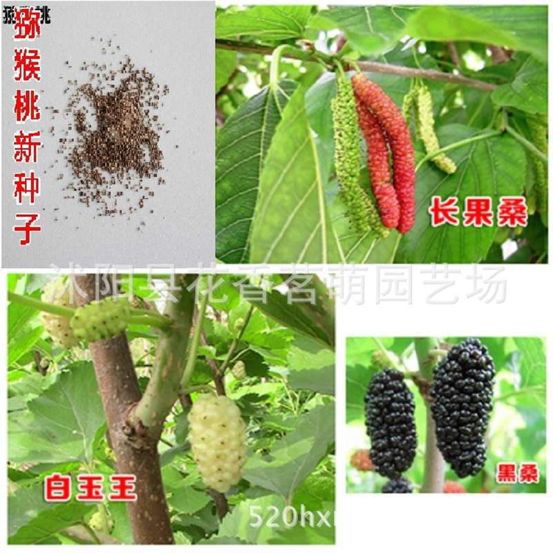 【跨境供货】嘉宝果 树葡萄桑葚荔枝 樱桃 木瓜火龙果猕猴桃 杨梅