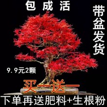 【一】耐寒红枫树苗盆景四季中国红枫叶室内外盆栽花卉植物盆栽ot
