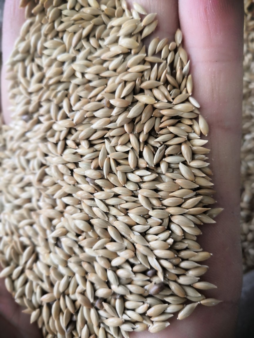 批发加纳利子白尖粟金丝雀籽宠物饲料粮食25kg