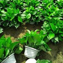 绿箩植物大量批发大叶绿萝盆栽绿萝防辐射家用吊兰吸甲醇净化空气