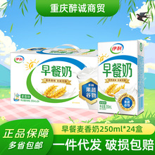 伊利早餐奶麦香味牛奶/早餐核桃味牛奶250ml*24盒整箱装一件代发