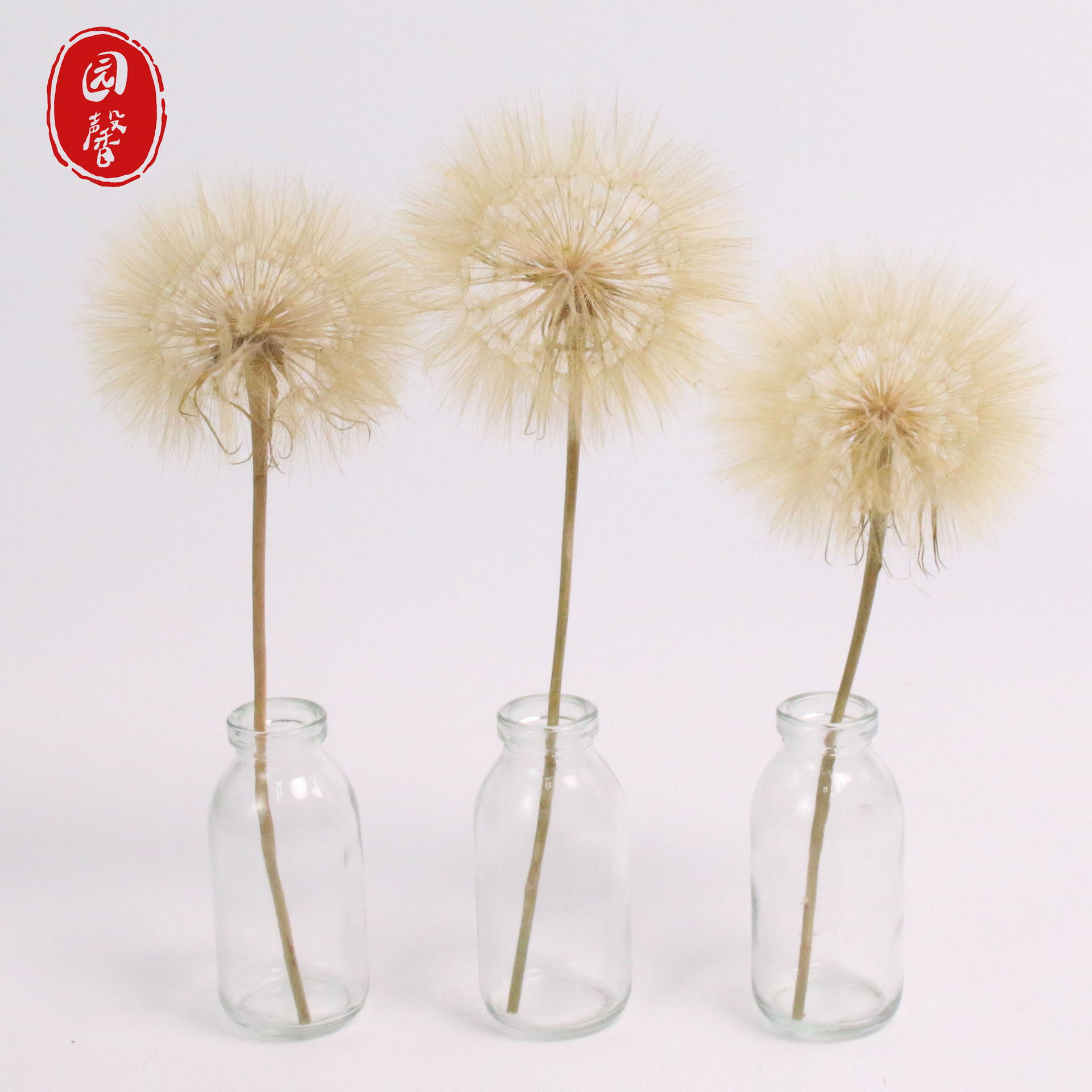 亚马逊跨境巨型蒲公英干花 家居装饰摄影道具花束搭配干花批发