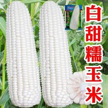 白糯玉米种子大棒特大高产甜玉米种子四季早中熟白玉米蔬菜种子籽