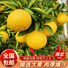 【象山青柑橘】日本春香柚小柚子黄金贡柚10斤甜桔柚纯甜爆汁