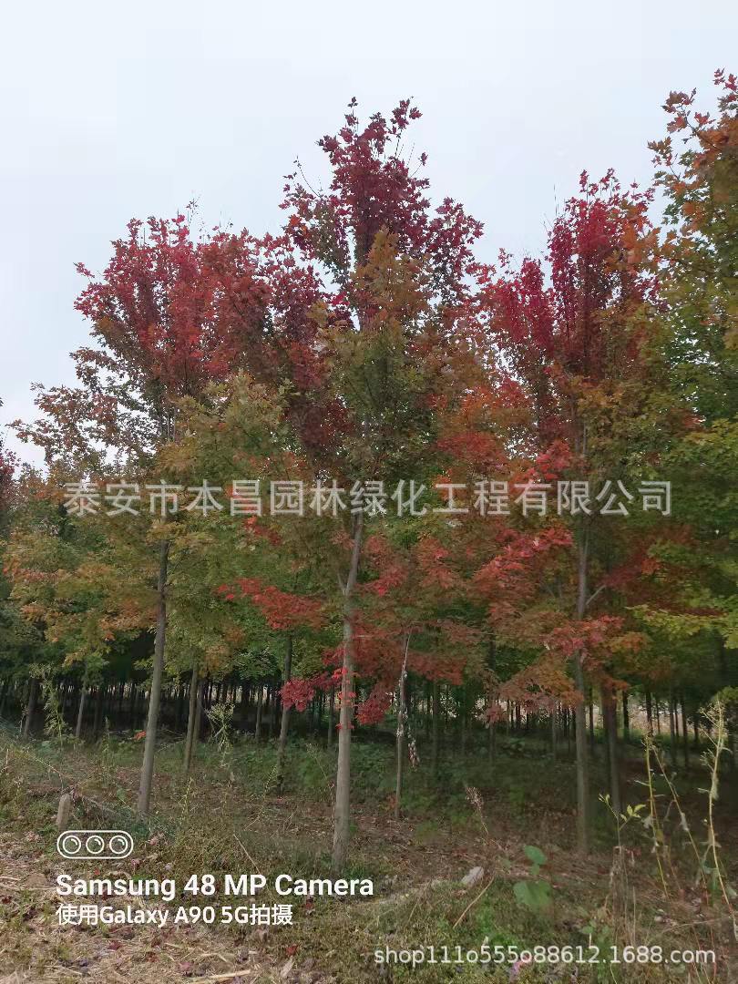 批发北美红栎 欧洲红栎小苗 美国红枫 规格齐全 又名美国红橡树