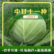 中甘十一甘蓝种子晚丰包菜卷心菜洋白菜种籽原装四季蔬菜种子大全