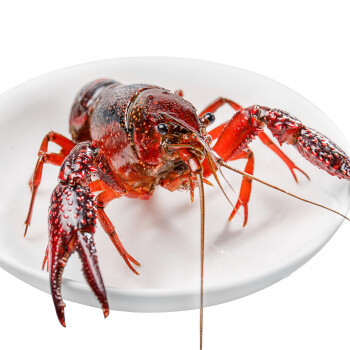 0成交0斤4斤装起拍清水免洗鲜活小龙虾青虾活虾淡水虾稻田虾支持一件