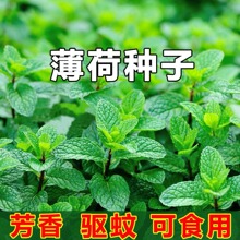 薄荷种子食用野生留兰香柠檬薄荷美国薄荷室内外阳台盆栽蔬菜种子