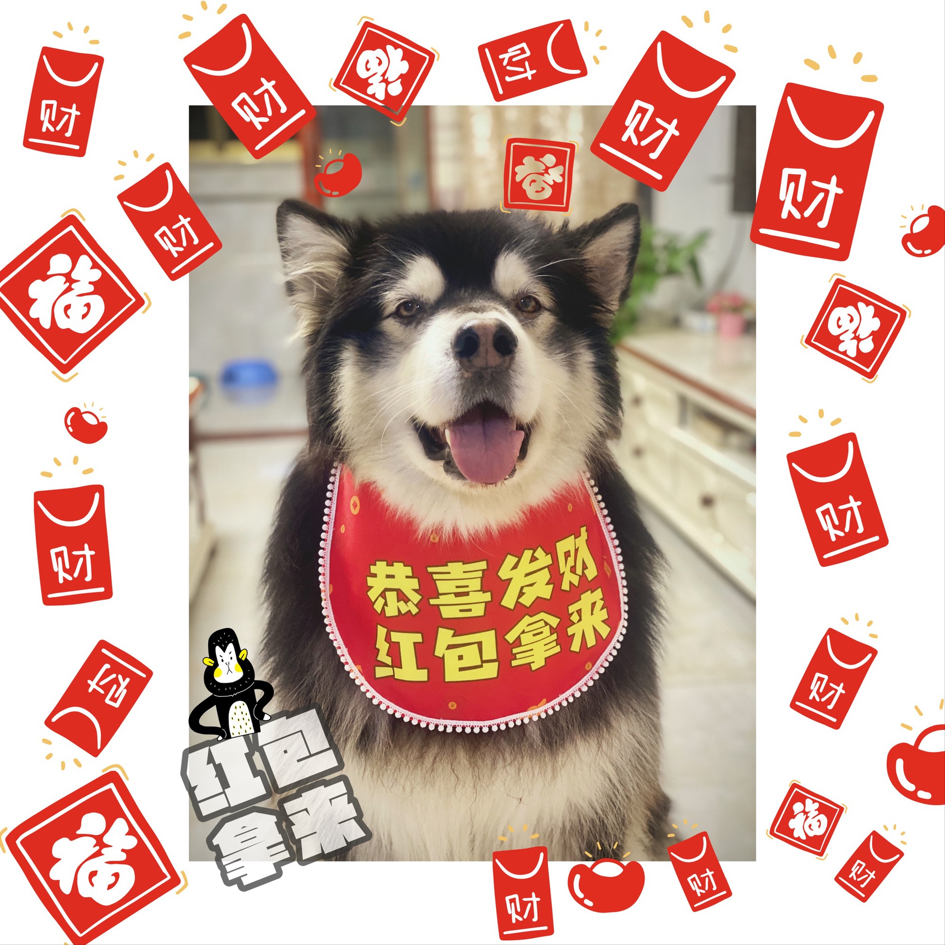 恭喜发财红包拿来 过年讨红包狗狗围兜 中大型犬 金毛阿拉斯加