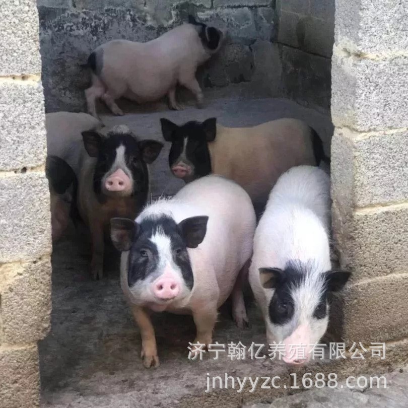 原种陆川小母猪花猪小猪苗陆川土猪陆川猪肉猪公猪小