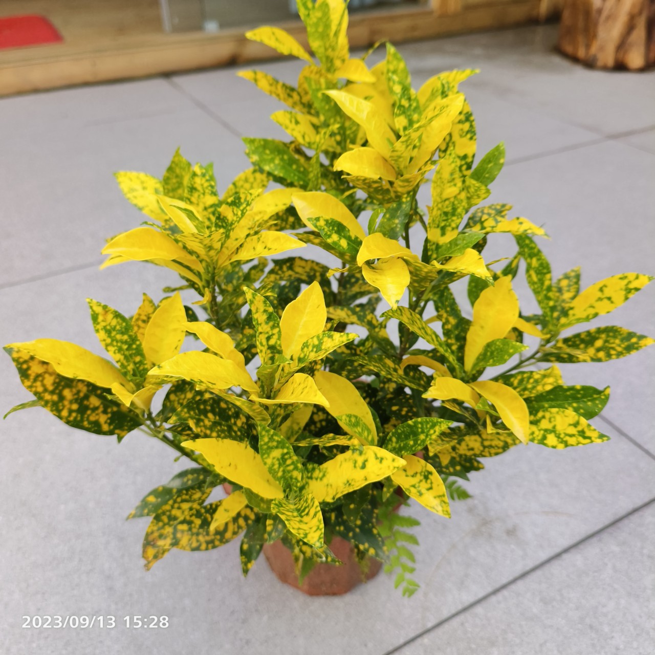 海南洒金绿化观叶类植物佛山基地直发工地小区绿化苗木别墅