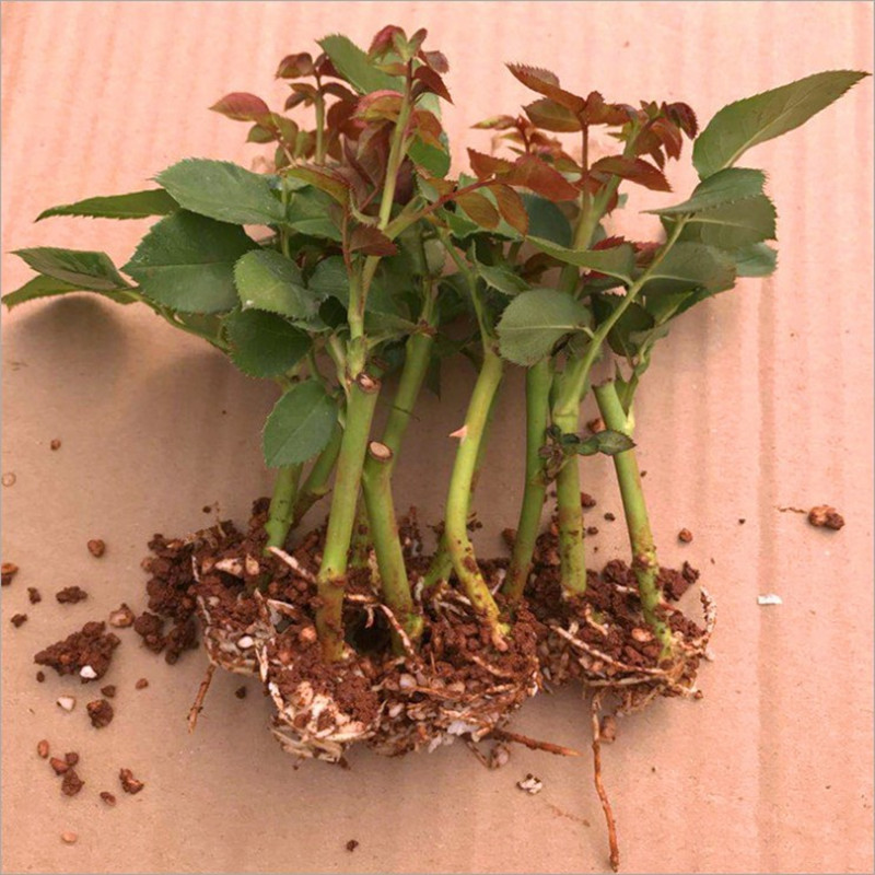 扦插四季玫瑰小苗-扦插四季玫瑰小苗厂家,品牌,图片,热帖-阿里巴巴