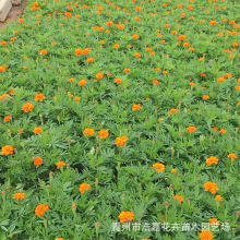 现货供应小万寿菊 山东草花基地批发 黄色臭菊花基地 孔雀草