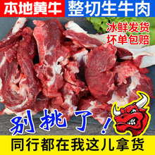 本地散养新鲜黄牛生牛肉牛碎肉冷冻商用冷冻大块碎牛肉批发牛肉块