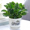 wholesale Watercress Green Potted plant Botany Jasper Potted plant Secondhand smoke indoor a living room Green plant Cross border Electricity supplier