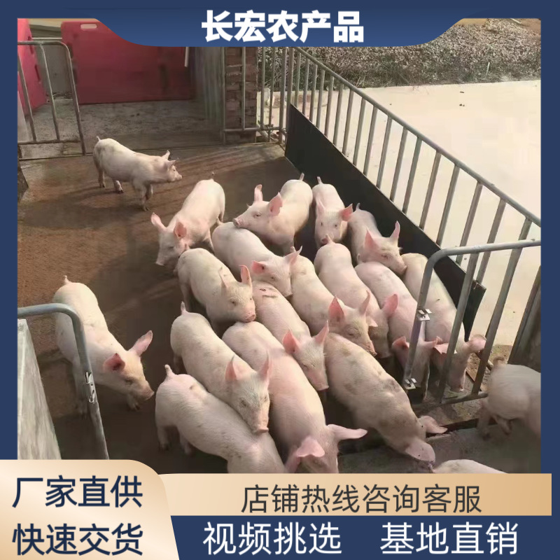 山东东营德州三元仔猪崽猪苗基地江苏安徽三元仔猪小苗