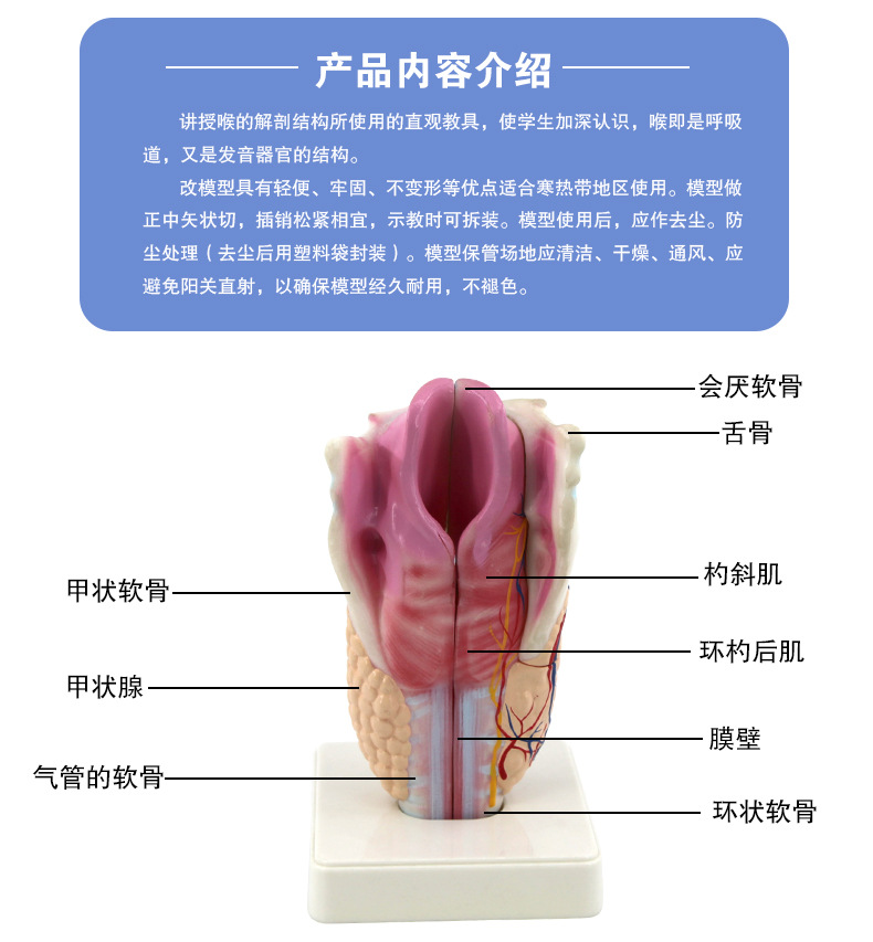 喉部模型及解说图片