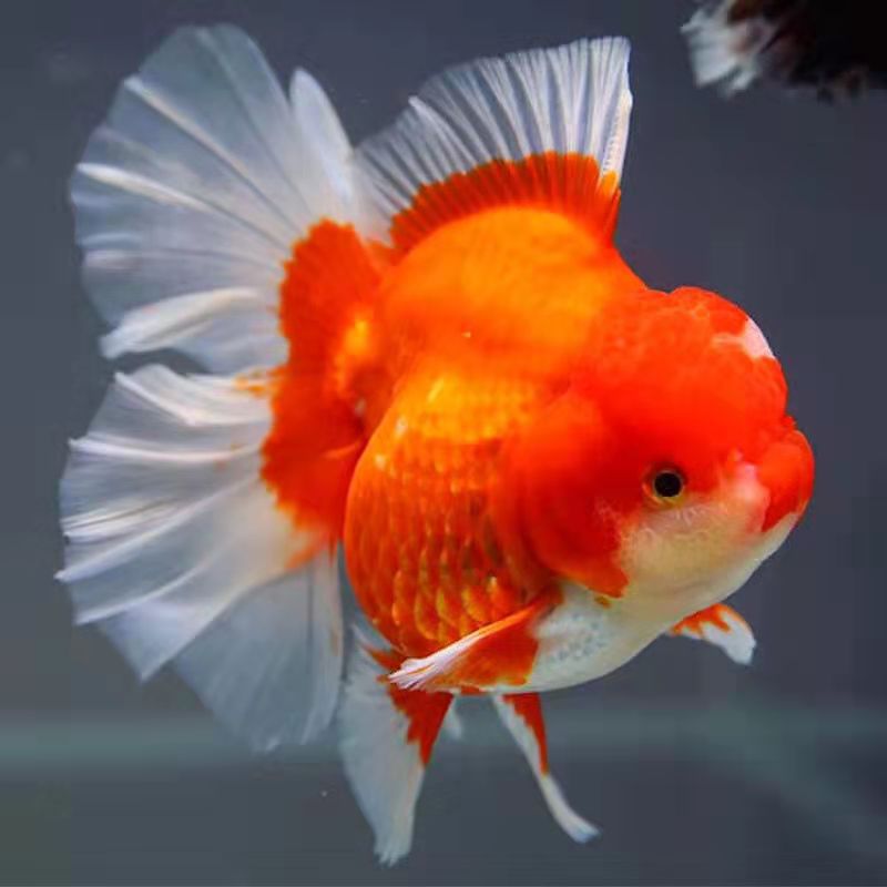 【视频选鱼,包活包损】百褶泰狮金鱼冷淡水红色包金活体观赏鱼苗