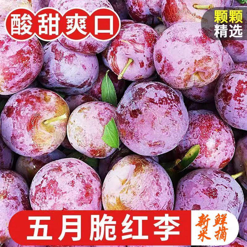 四川脱骨李五月脆半边红李子小脆红新鲜应季新鲜采摘整箱大果批发