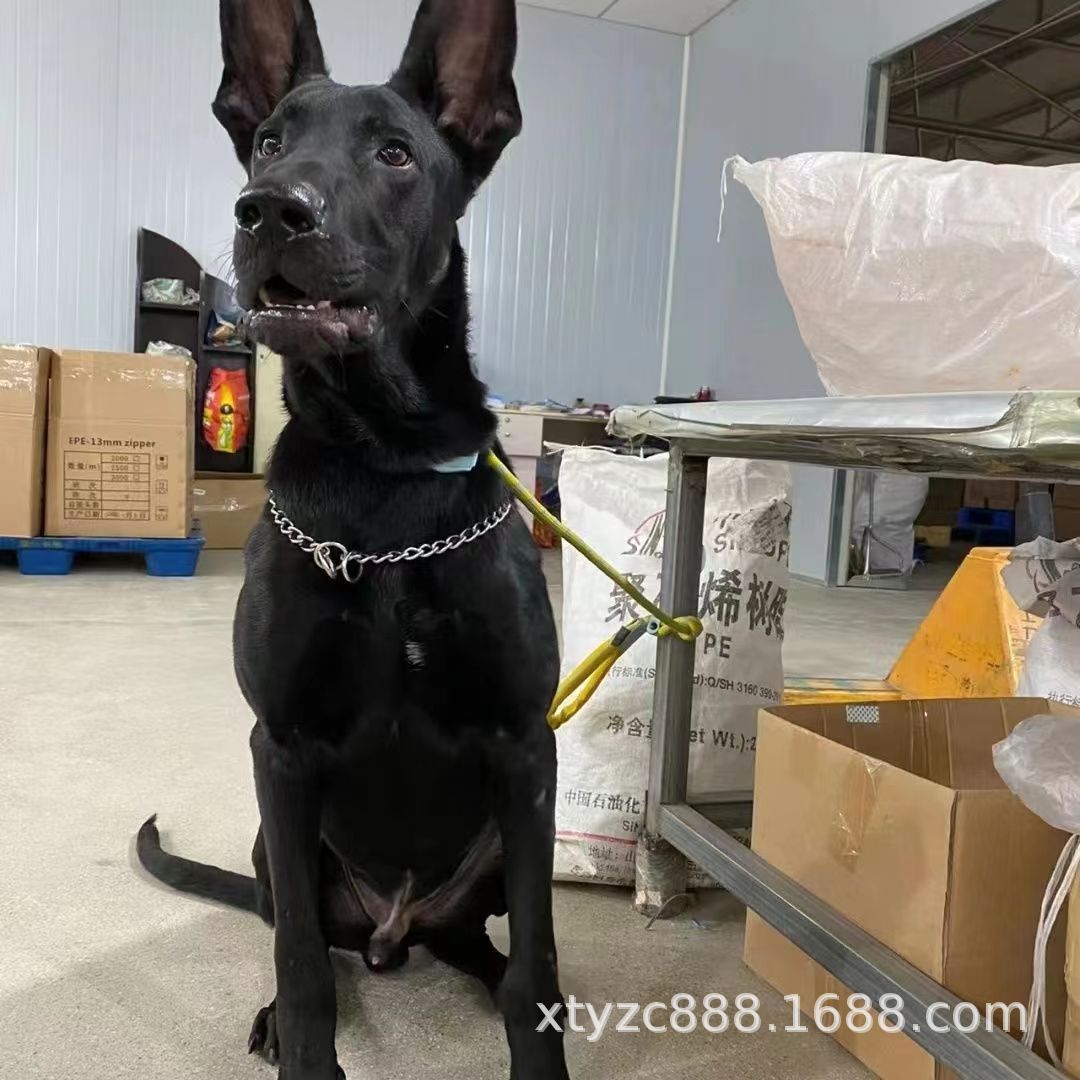 批发黑狼护卫犬幼犬活体狗狗小狗黑狼大型犬狩猎犬猛犬