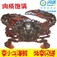2-3只/500g北京闪送赤甲红鲜活 花盖蟹 螃蟹 海鲜 水产石蟹海虹蟹