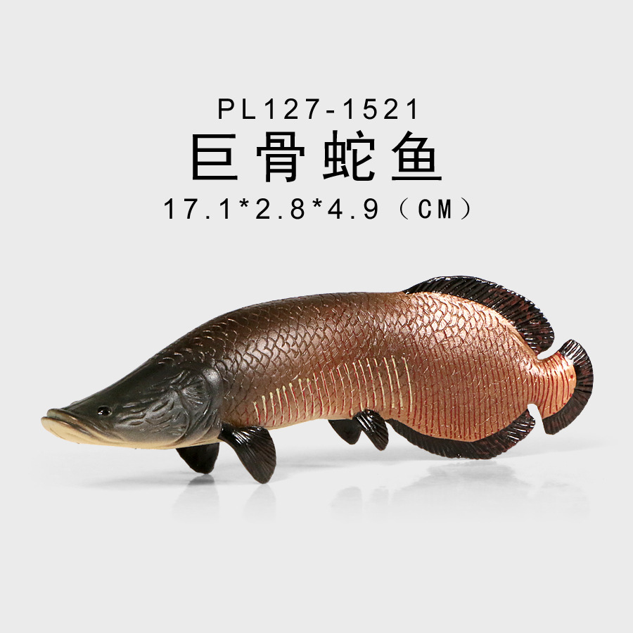 仿真观赏鱼金龙鱼鲈鱼深海鱼类实心海洋生物模型动物摆件