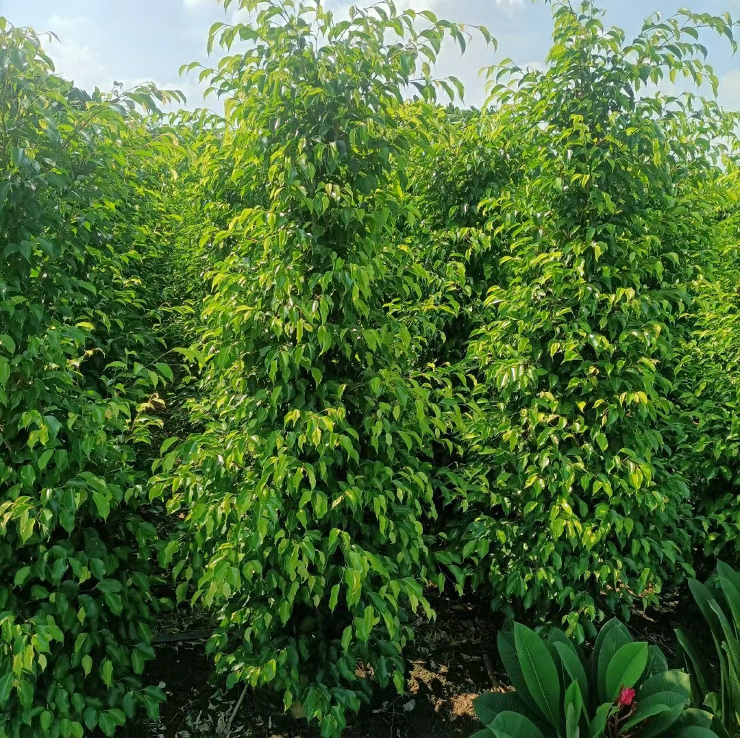 中山基地供应垂榕,灌纵绿篱青叶榕树,多种规格垂榕柱,复绿花苗