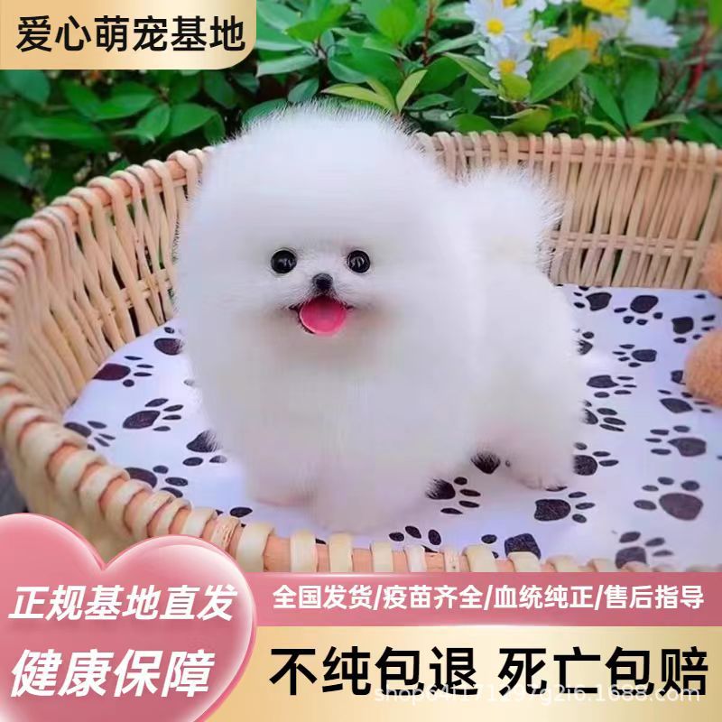 纯种博美宠物幼犬活体长不大小型博美犬黄白色幼崽茶杯犬宠物狗狗