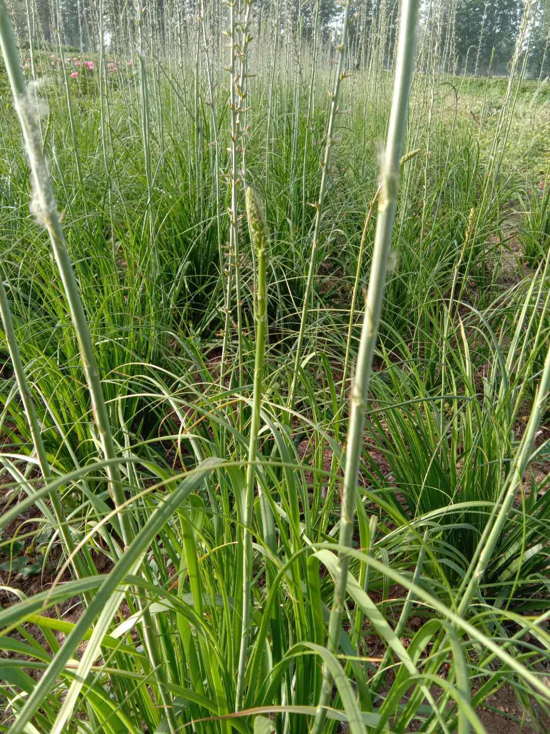 知母苗子种子批发优质高产易管理效益高基地直销中药材种植包回收