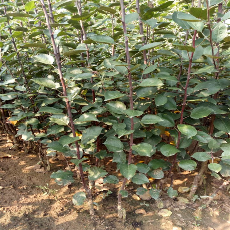 嫁接明月苹果苗量大从优 保湿邮寄明月苹果苗价格 苹果苗现挖现卖
