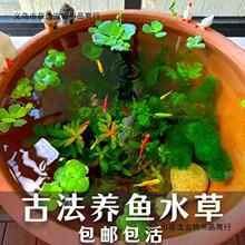 古法养鱼材料净化水质无泥水草造景套餐绿九冠绿菊蜈蚣草芙蓉浮萍