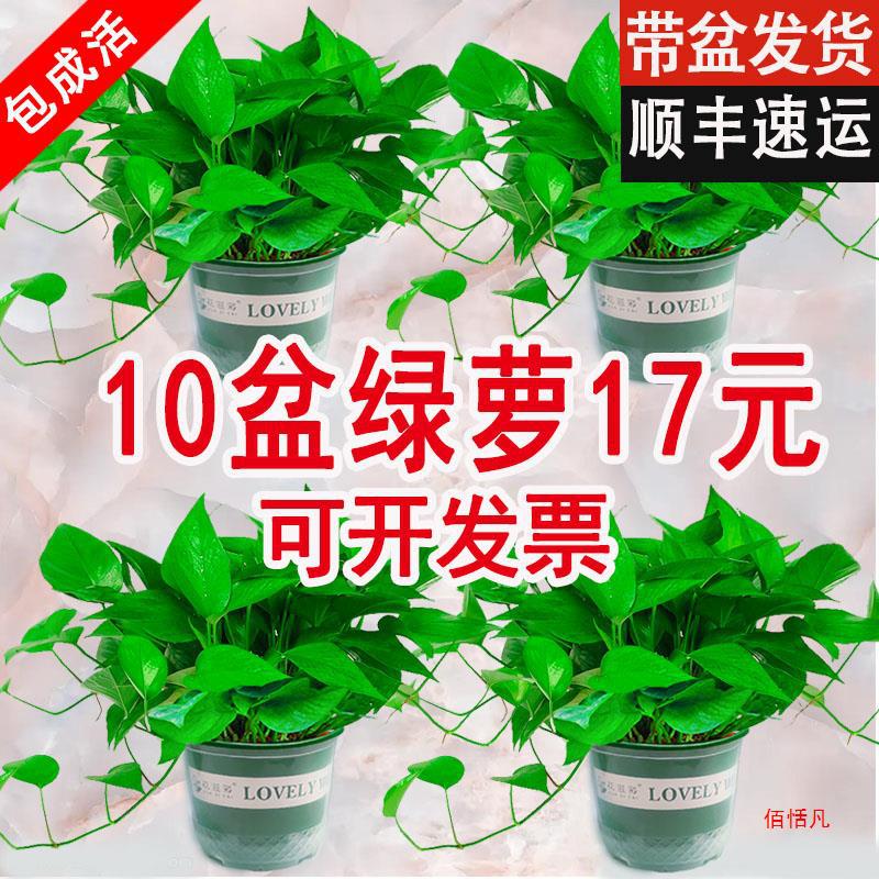 绿萝盆栽室内除甲醛水培植物办公室绿植吸甲醇客厅自吸水大盆绿箩