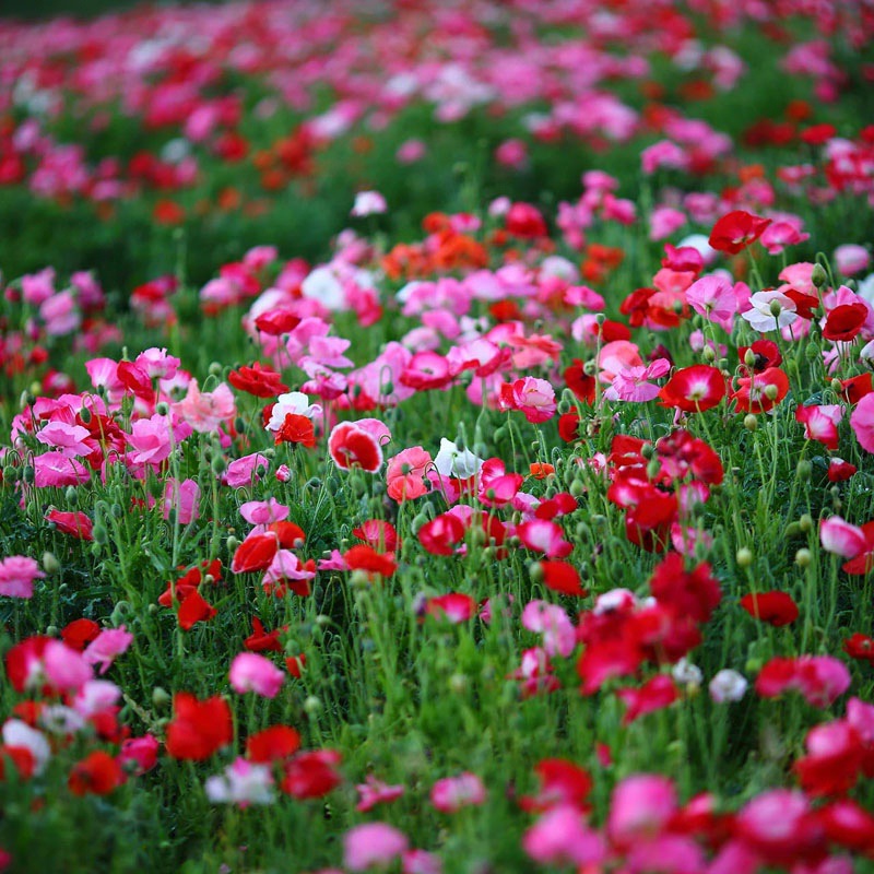 虞美人种子冰岛红色混色重瓣 春播秋播低矮多年生耐寒花卉花海
