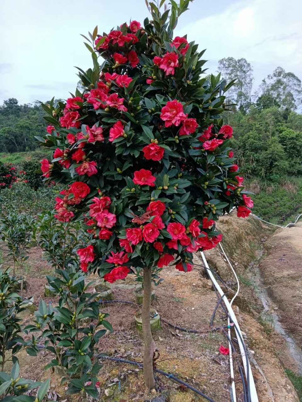 2112基地批发 供应 四季茶花 红山茶 05-2.5米高袋苗盆栽四季开花