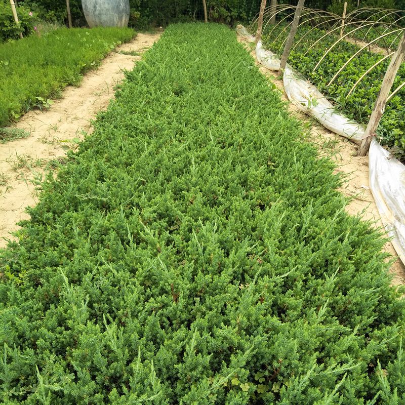 地柏树苗盆景素材苗庭院盆栽四季常青耐寒柏树植物铺地爬地柏