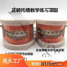 牙齿模型牙科正畸带托槽假牙模型 医患沟通教学模型 矫正练习托槽
