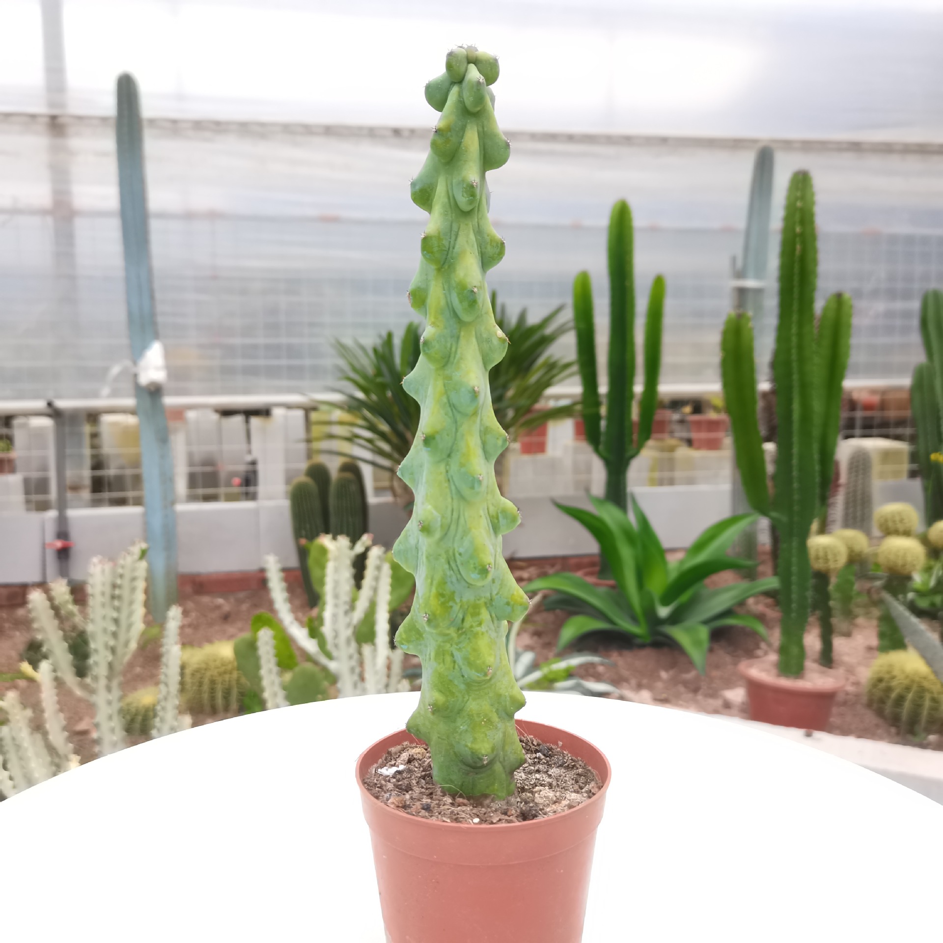 【产地直发】福禄寿仙人柱批发 仙人球批发多肉植物批发 盆栽批发